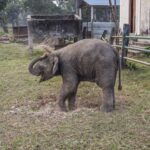 2024-10 - Népal - J11 - Parc National de Chitwan - 124